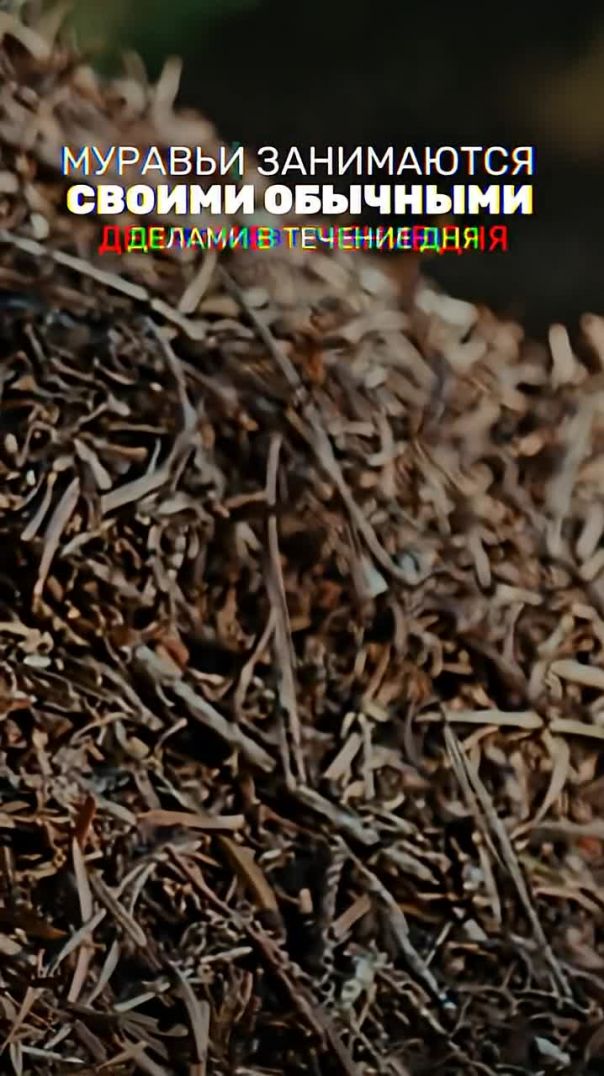 Поведение муравьев способна предсказать землетрясение?