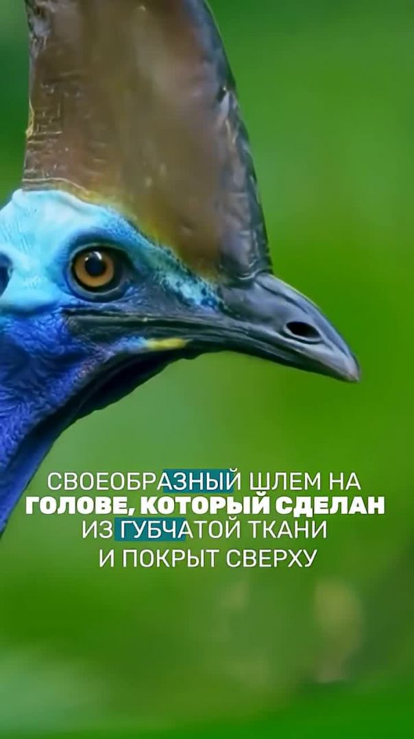 Динозавр из Австралии? Казуар