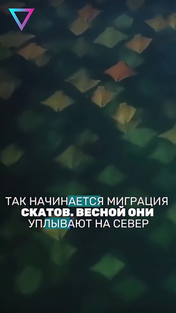 Самая грациозная миграция