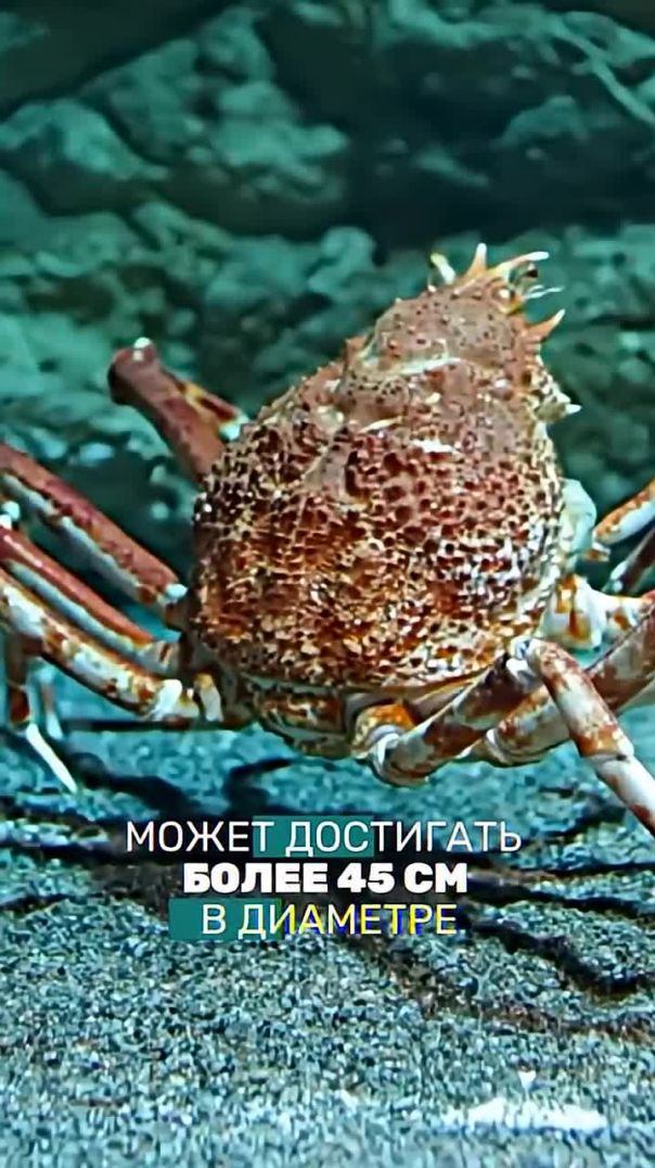 Самое большое членистоногое на планете