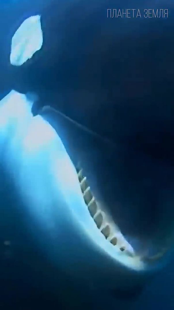 Косатки: Высший Разум Океана