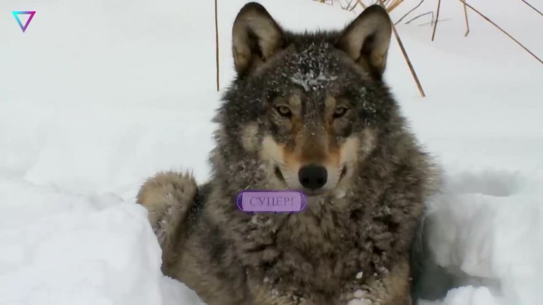 Как возвращение волков спасло экосистему Йеллоустоуна