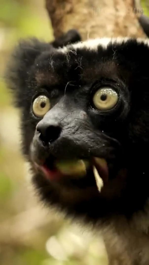 Животное, ставшее легендой