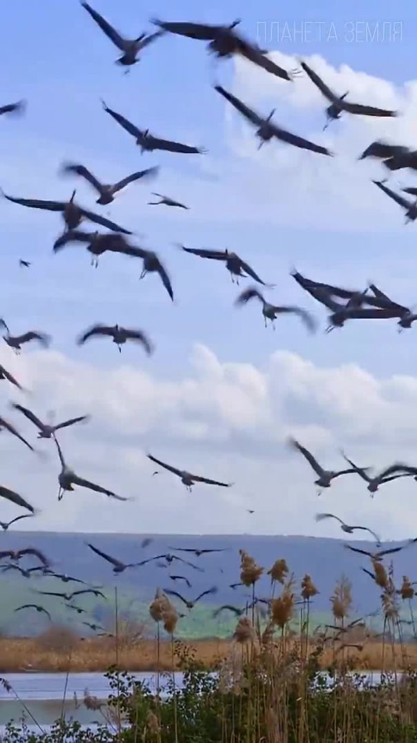 Журавли: Танец в Небе и на Земле 😉