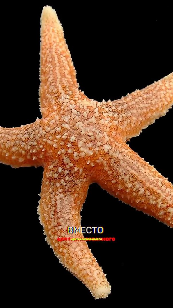 Они могут отрастить ногу, но при этом не могут думать