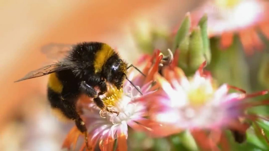Шмель: Пушистый Труженик | Интересные факты про шмелей