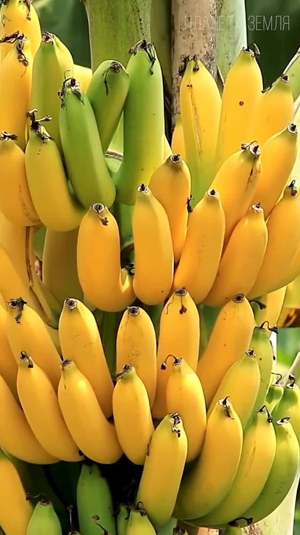 Осторожно, бананы!