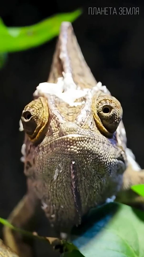 Тайны Зеленого Лабиринта