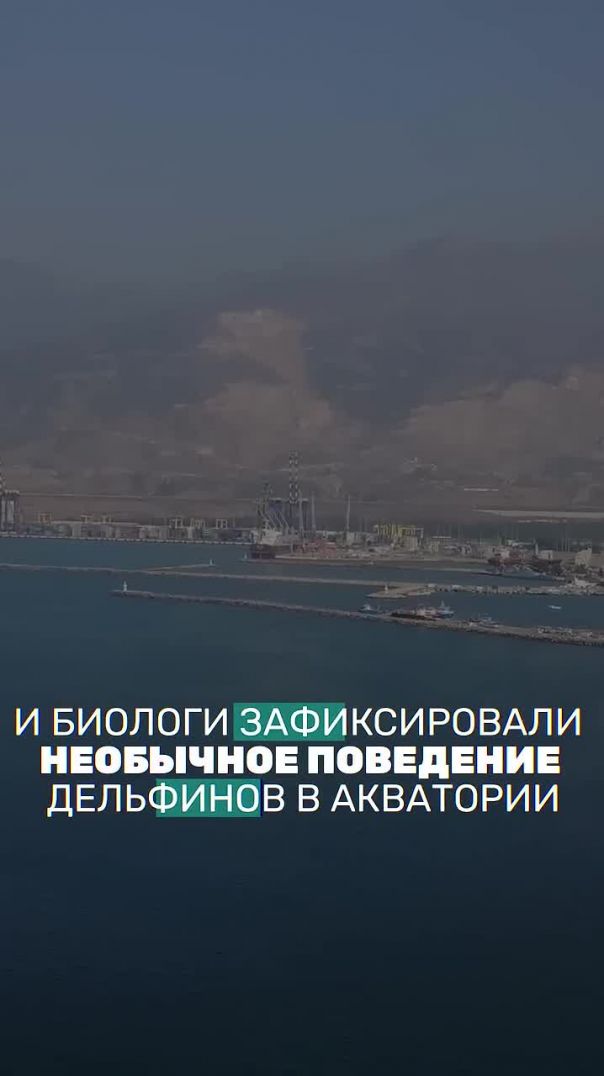 А вы знали, дельфины чувствуют подземные толчки?