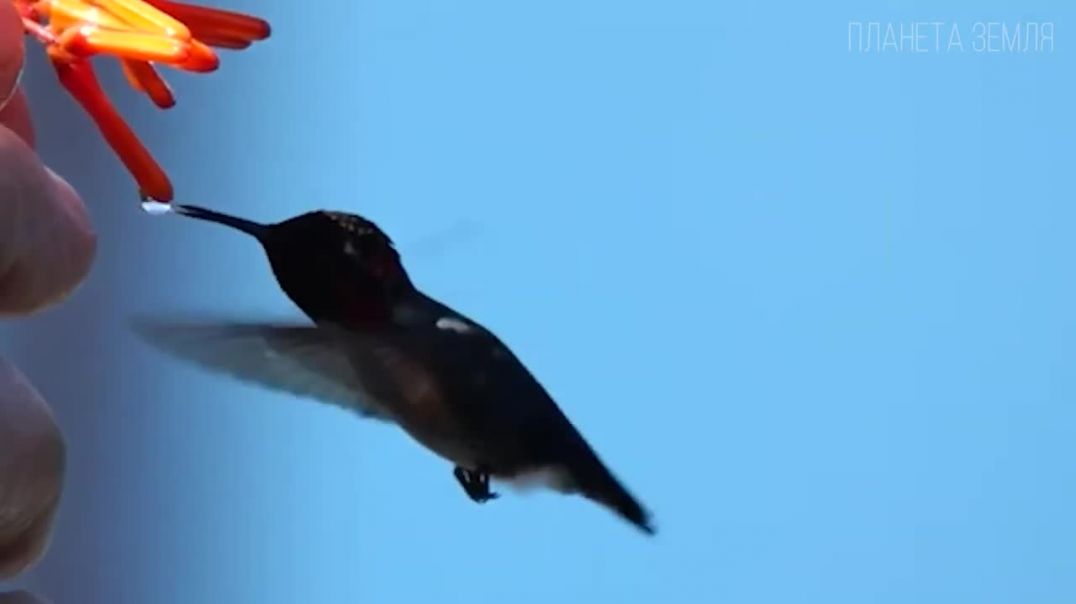 Джунгли: Тропический Лес | Интересные факты про джунгли