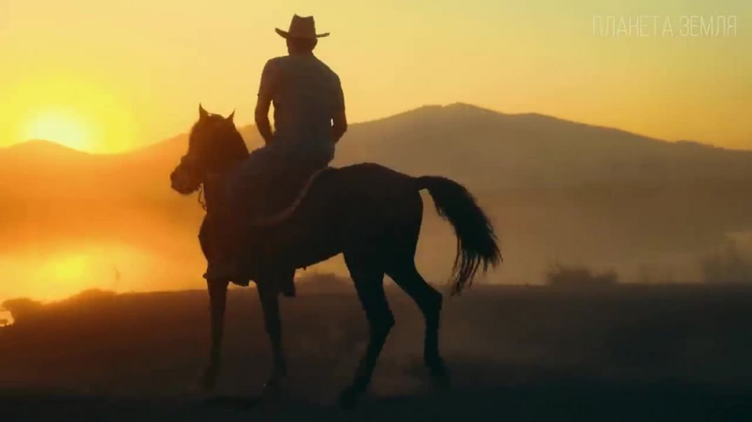 ⁣Мустанг: Неподкованная Свобода | Интересные факты про лошадей