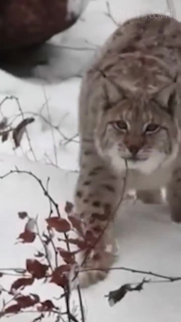 Секрет тайги