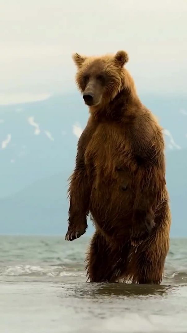 Бурый Медведь: Магнитный Навигатор Тайги