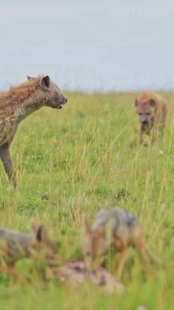 Шакал: Искусство Адаптации