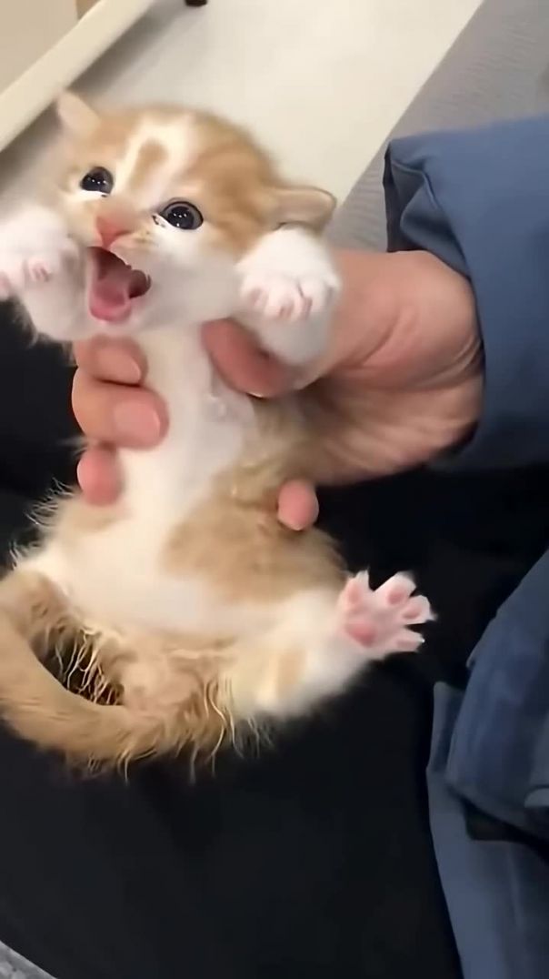 Котятки