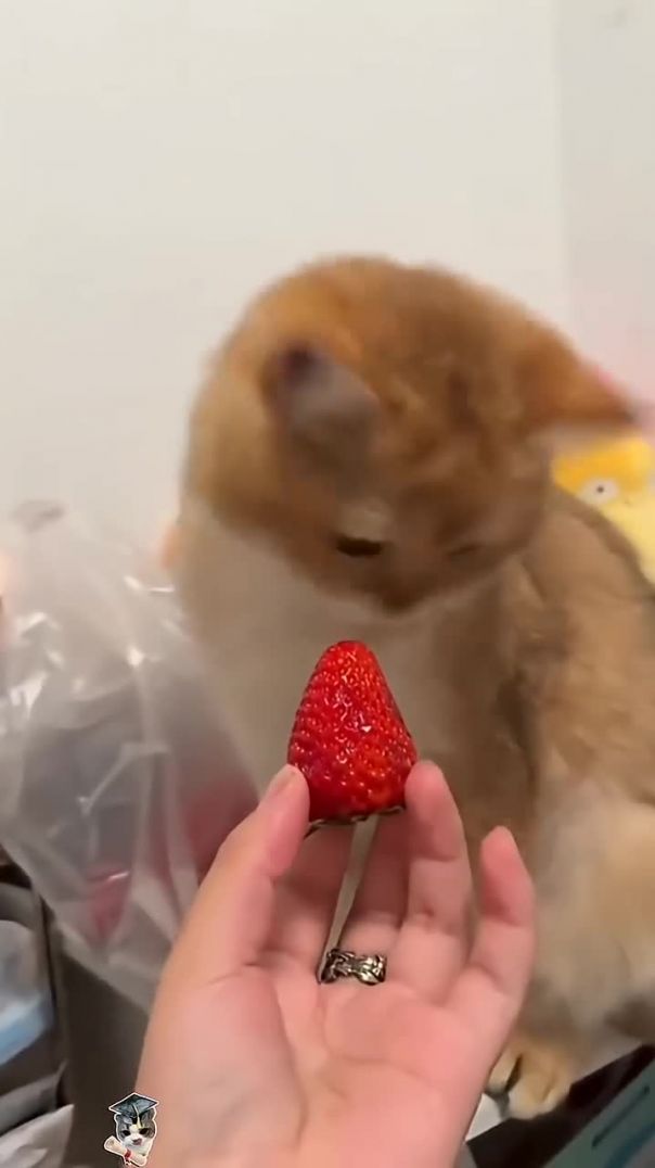 Котейки