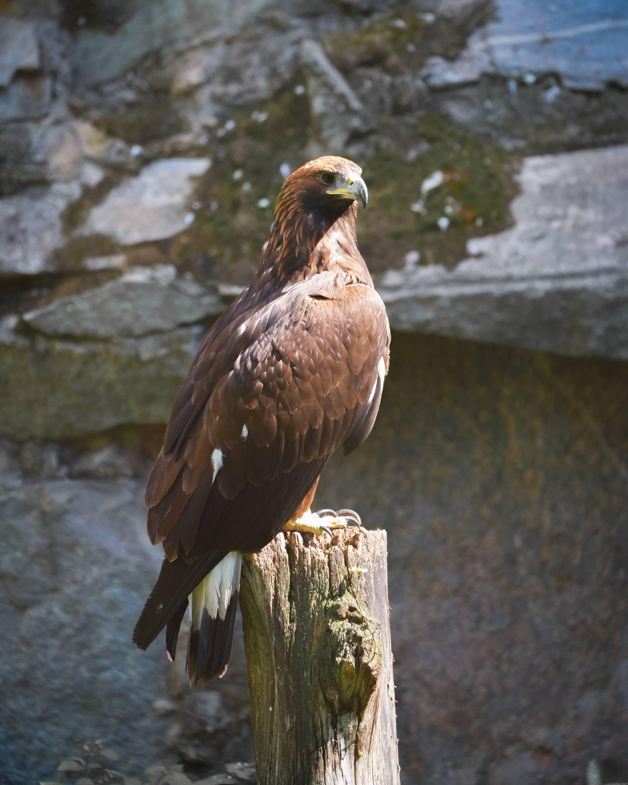 Фоновое изображение