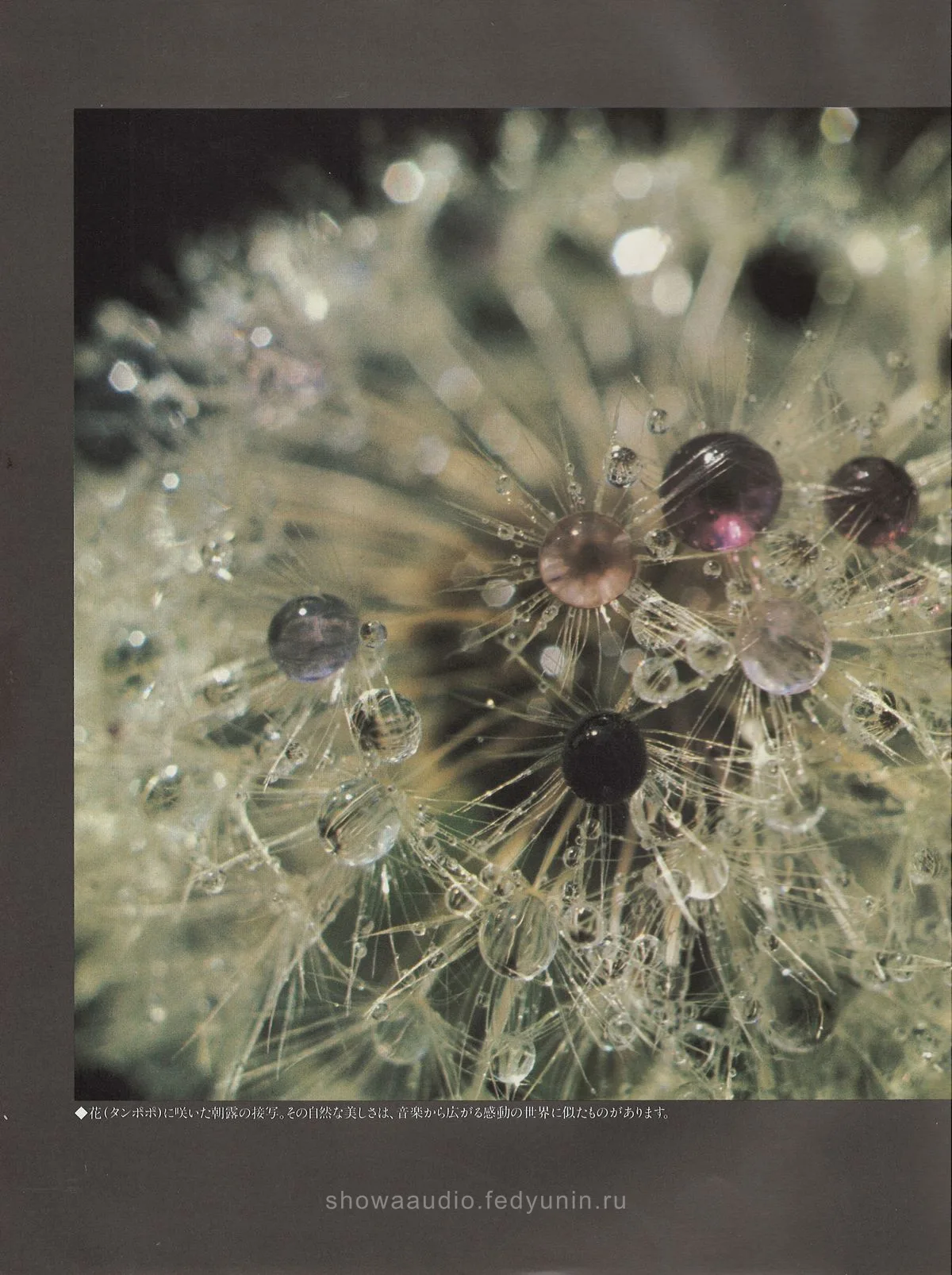 PIONEER Components - Artistic Sound Series — extra 1