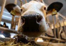 Корова прервала матч Кубка Брянской области между «Орбитой» и БХЗ Корова прервала матч Кубка Брянской области между «Орбитой» и БХЗ