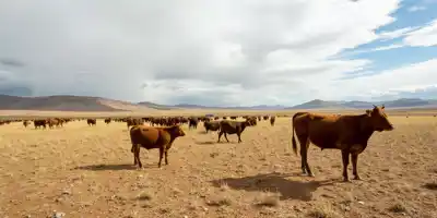 Почему американские скотоводы продолжают испытывать давление