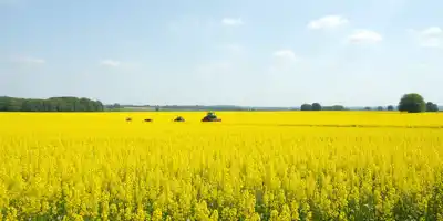 Китай возобновляет торговлю рапсом с Австралией после разногласий с Канадой