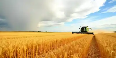 Крупнейшие экспортеры пшеницы сократили поставки в начале сезона
