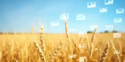 Цены на пшеницу демонстрируют значительный месячный рост за два года