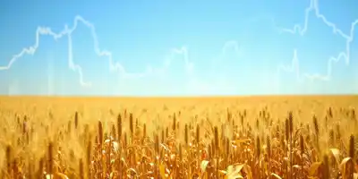 Кукуруза достигла двухнедельного максимума перед отчетом о урожайности США