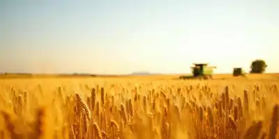 Прогноз экспорта пшеницы из России на июнь 2025 года: ожидается незначительный рост