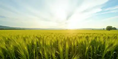 Цены на сою остаются ниже 11 долларов на фоне прогнозов USDA о стабильных поставках