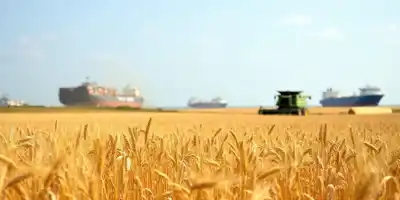 Китай рассматривает возможность закупки пшеницы из США