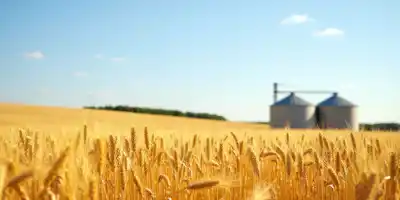 Цены на пшеницу достигли минимума за пять лет на фоне роста предложения и торговых споров