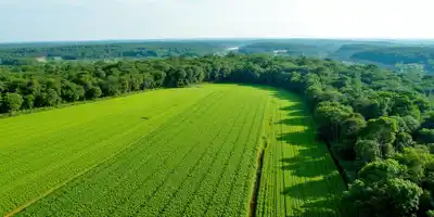 Продление запрета на сою из Амазонии до 2025 года подтверждено регулятором Бразилии