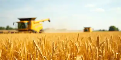 Австралия повысила прогноз по урожаю пшеницы до 4-го места