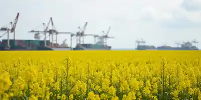 Китай вводит пошлины на канадский рапс: цены на шрот резко выросли