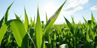 Рост цен на соевые бобы на фоне переговоров США и Китая