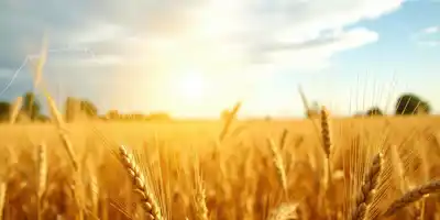 Эффект зернового демпфера на рынке пшеницы постепенно ослабевает