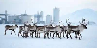 Экспорт мяса и пантов северных оленей из России в Китай: перспективы и вызовы