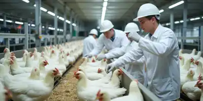 Турецкие производители птицы оштрафованы на $89 млн за нарушение конкуренции