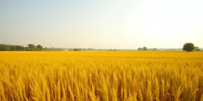 Трамп предлагает значительную помощь американским рисоводам в кризисной ситуации