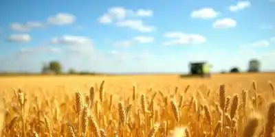 Рост цен на пшеницу на Чикагской бирже: причины и прогнозы