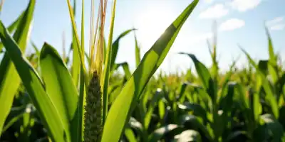 Риски для рекордного урожая кукурузы в США из-за проблем с опылением
