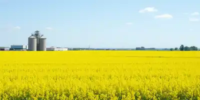 Китай обеспечил стабильные поставки масличных семян за счет возобновления импорта канолы из Канады