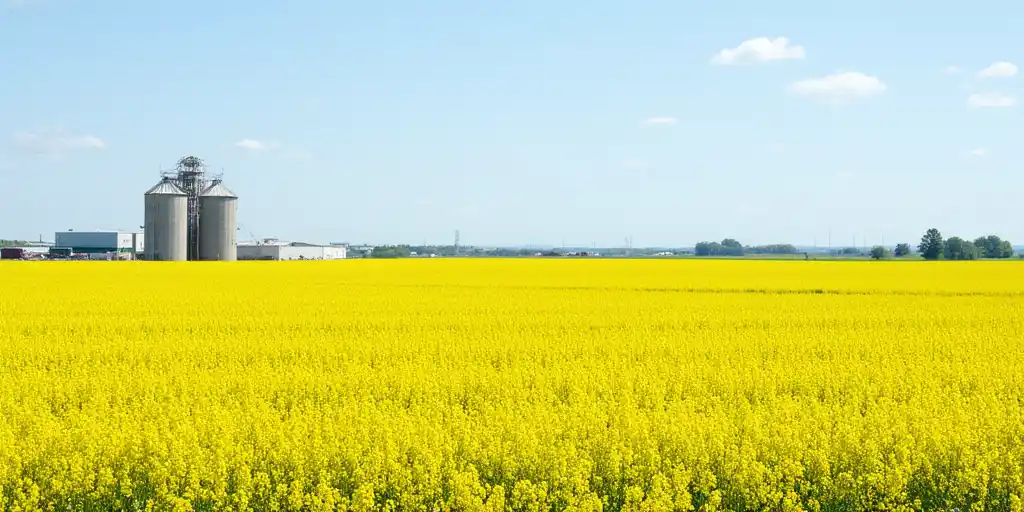 Китай обеспечил стабильные поставки масличных семян за счет возобновления импорта канолы из Канады