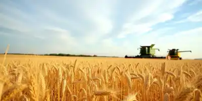 Снижение цен на пшеницу в Париже из-за роста глобальных поставок