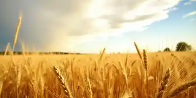 Пшеница показывает продолжительный рост цен с апреля