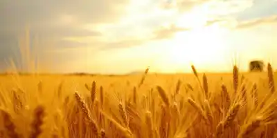 Рекордный урожай зерновых в мире по прогнозу ФАО на 2025 год