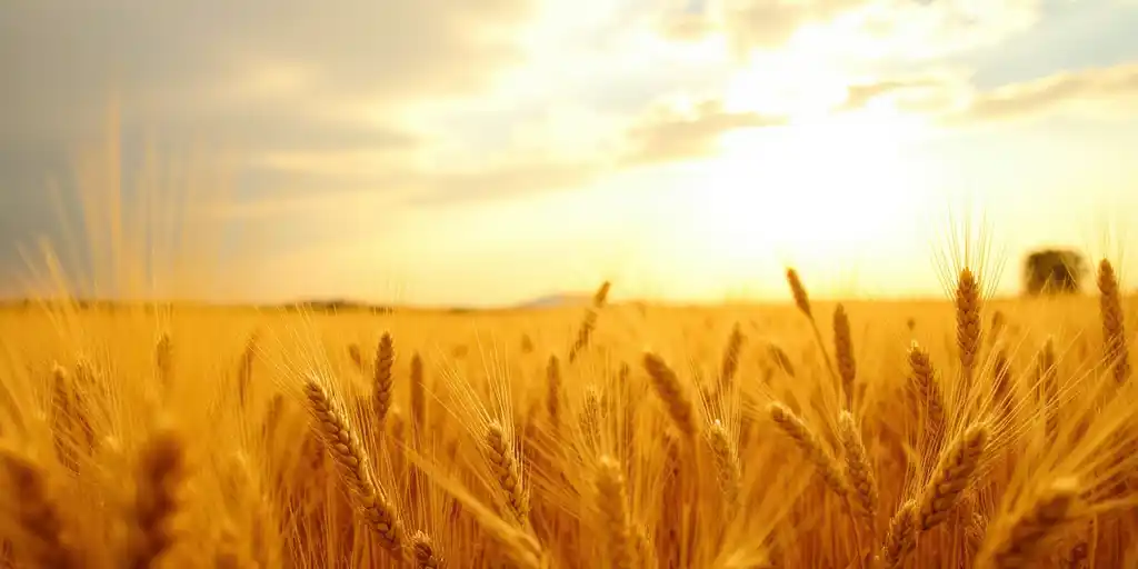Рекордный урожай зерновых в мире по прогнозу ФАО на 2025 год