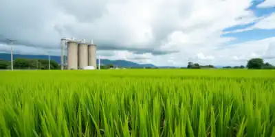 Рекордные запасы риса в Индии и новый урожай