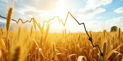 Снижение цен на кукурузу после отчета USDA — аналитика рынка